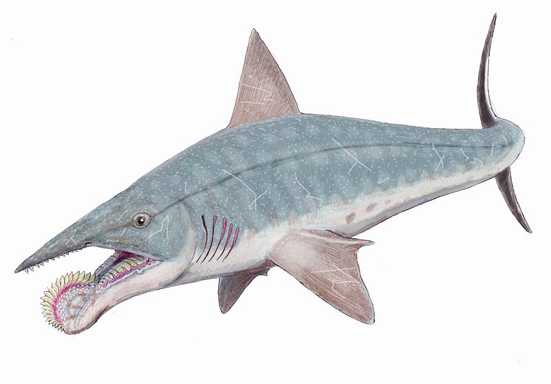 800px-helicoprion_bessonovi1db