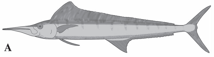 aglyptorhynchus