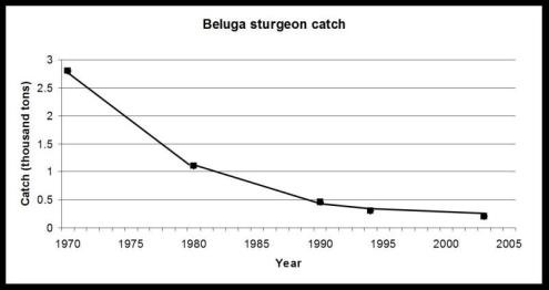 beluga-sturgeon-catch