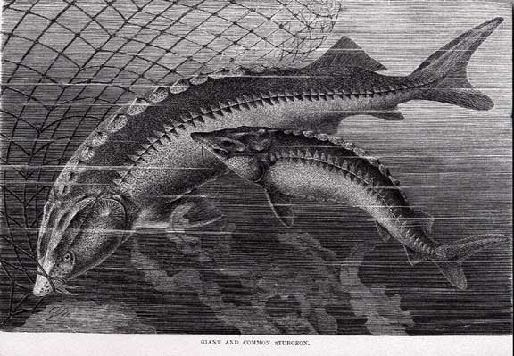 beluga-sturgeon