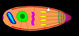 Apicomplexan structure, labeled clockwise from the rightmost end. 1-polar ring, 2-conoid, 3-micronemes, 4-rhoptries, 5-nucleous, 6-nucleolus, 7-mitochondria, 8-posterior ring, 9-suppedicular microtubules, 10-golgi apparatus, 11-micropore.