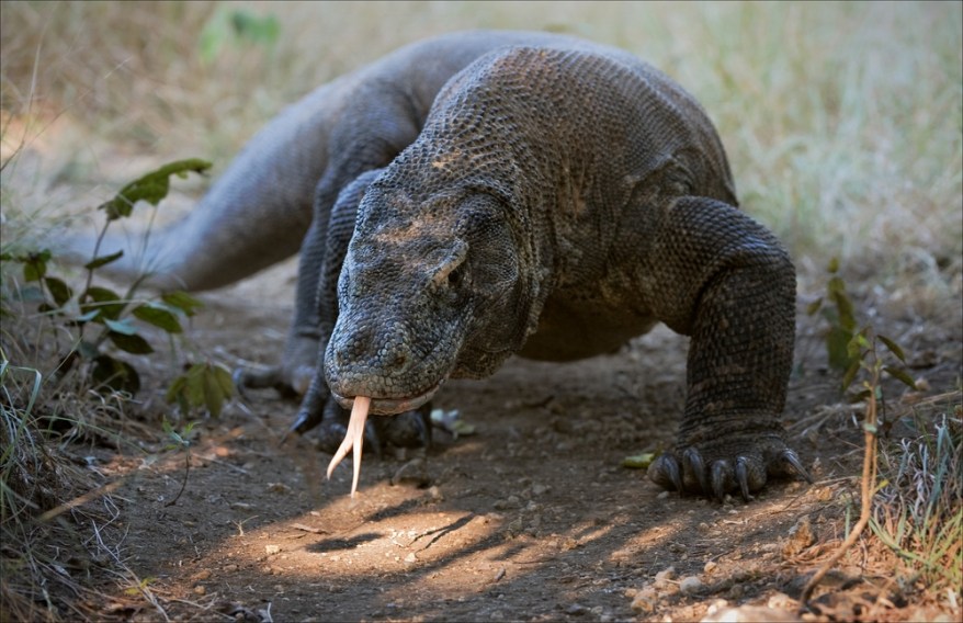 Komodo dragons have long, forked tongues that they use to help smell and taste. Credit: Sergey Uryadnikov / Shutterstock