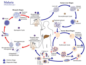 The life cycle of various malaria-inducing parasites (8)