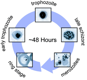 The stages of the P. falciparum life cycle, from a microscopic view. (9)