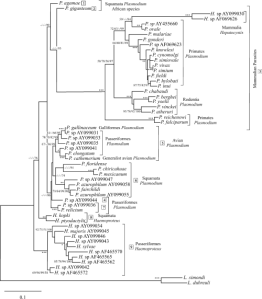 A phylogenetic tree of P. falciparum and its relatives. (4)