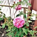 European Rose