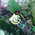 Birdwing Butterfly