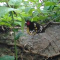 Birdwing Butterfly