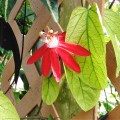 Passionflower 2