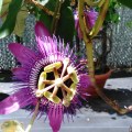 Passionflower 3