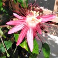 Passionflower 4