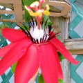 Passionflower 7