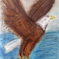 Bald Eagle in Flight (Pastel Version) –&nbsp;11×14